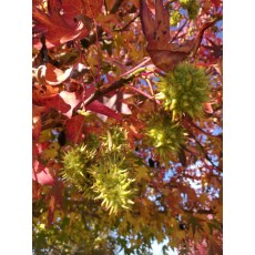 Liquidambar styraciflua